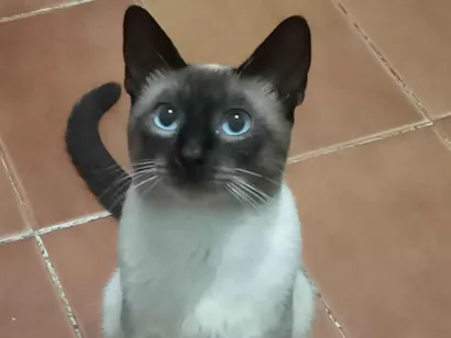 Gato Siamês Medio 3-anos