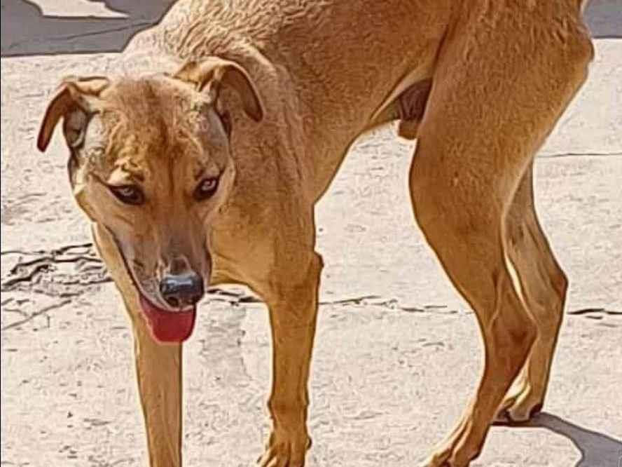 Adoção de Cachorro São Paulo/SP | Kalifa Lindão | 6 anos Acima | Raça SRD | tamanho Médio