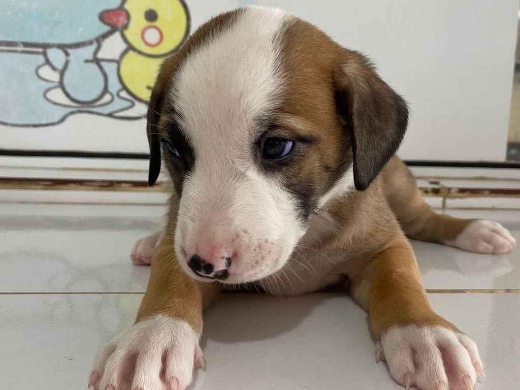 Adoção de Cachorro Florianópolis/SC | Vários  | 2 a 6 meses | Raça  | tamanho Pequeno