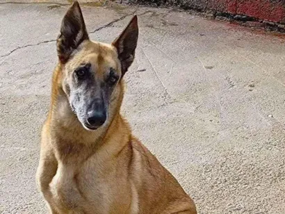 Cao Pastor Alemão Grande 6-anos-Acima