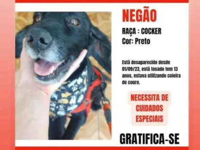 Cao Cocker Medio 6-anos-Acima