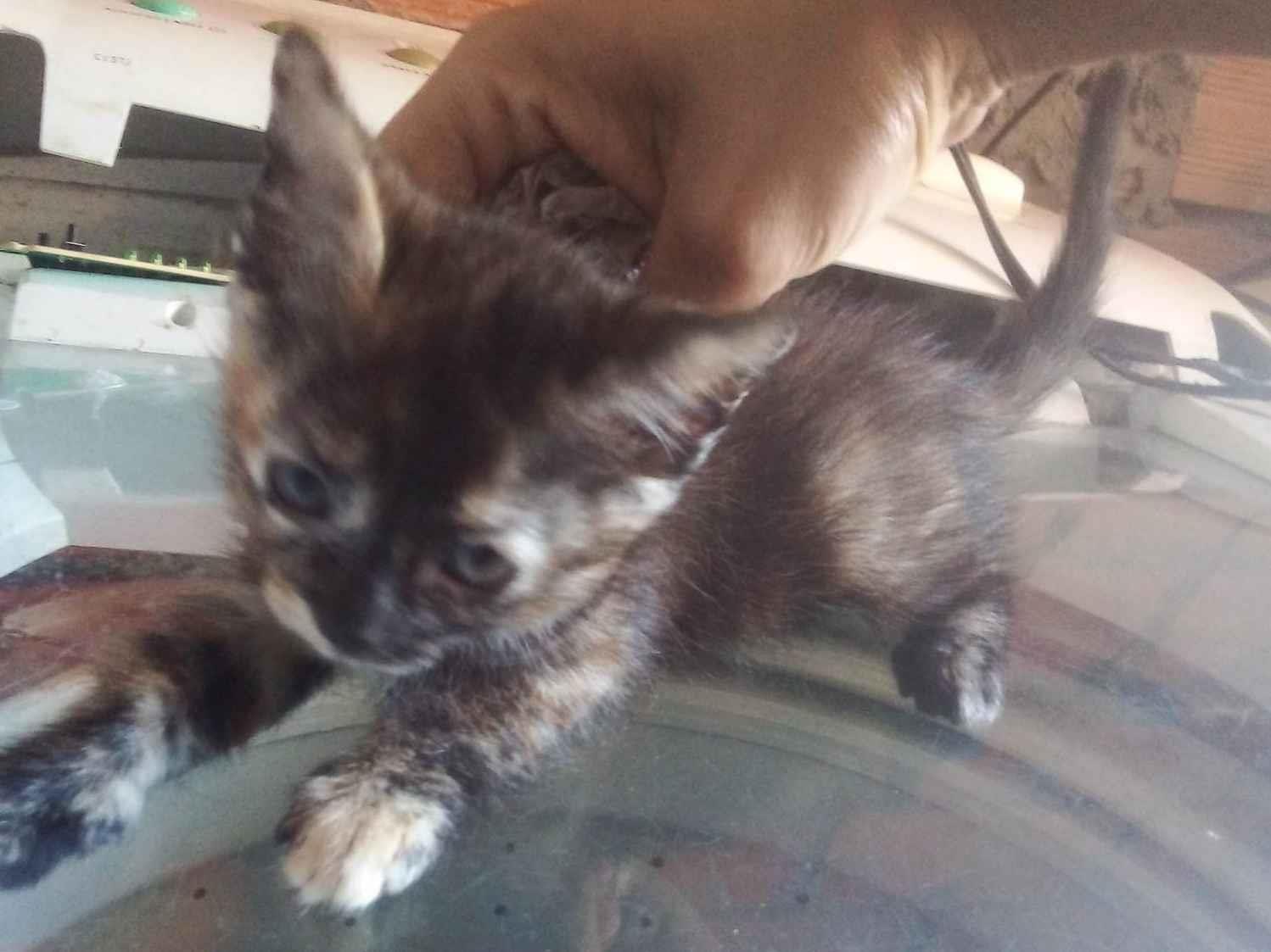 Adoção de Gato Itapecerica da Serra/SP | Não tem  | Filhote | Raça Misturada | tamanho Pequeno