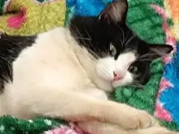 Gato SRD Medio 4-anos