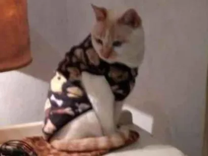 Gato Srd Pequeno 6-anos-Acima