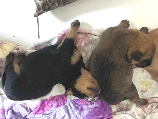 Cachorro tamanho Medio Femea Abaixo-de-2-meses para adoção