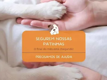 Cao Shitzu Medio 6-anos-Acima