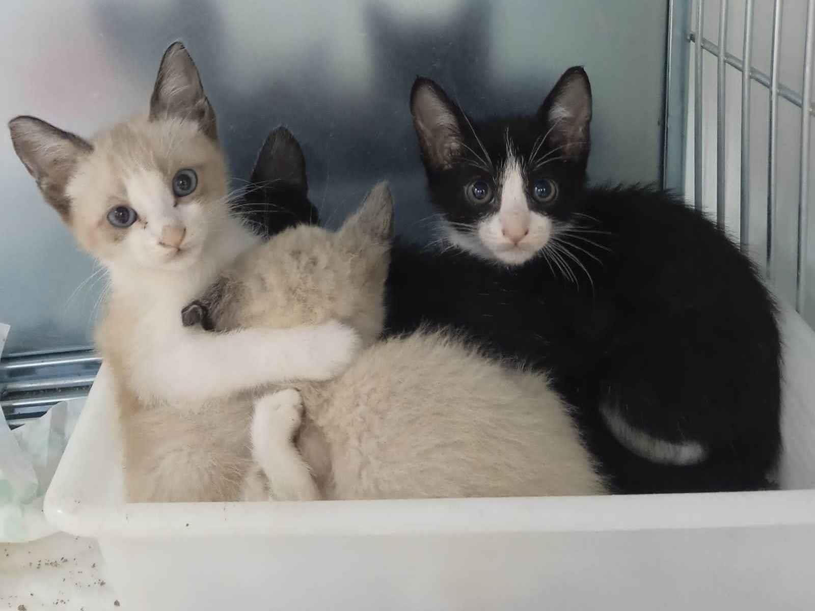 Adoção de Gato Carapicuíba/SP | Gatinhos resgatados  | 2 a 6 meses | Raça SRD-ViraLata | tamanho Pequeno