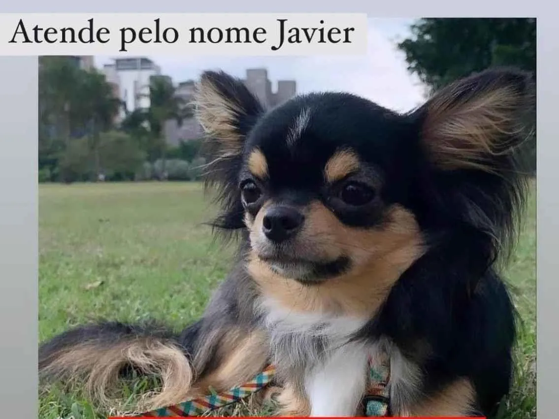 Procura-se esse Cachorro Americana/SP | GRATIFICA - Javier | 2 anos | Raça Chihuahua | tamanho Pequeno | foto 1