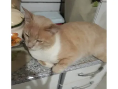 Gato Sem raça definida Grande 3-anos