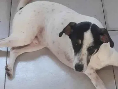 Cao Srd Medio 3-anos