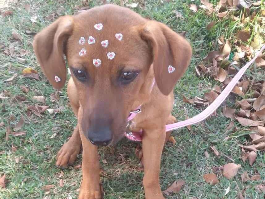 Adoção de Cachorro São Paulo/SP | Jade | 1 ano | Raça Vira latinha | tamanho Pequeno
