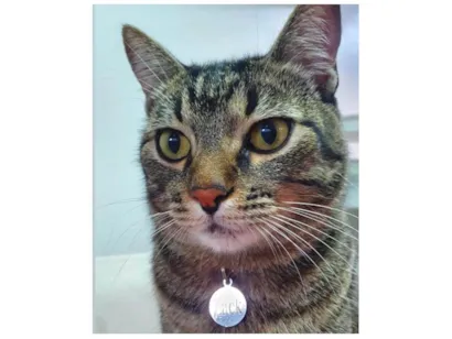 Gato Vira lata Medio 2-anos