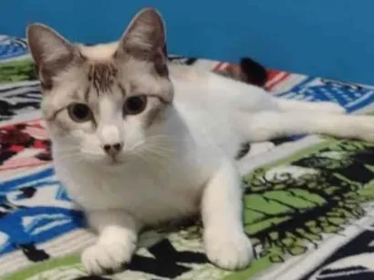 Gato SRD-ViraLata Pequeno 7-a-11-meses