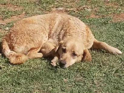 Cao Labrador Grande 6-anos-Acima