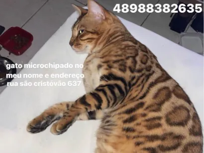 Gato Bengal Medio 1-ano