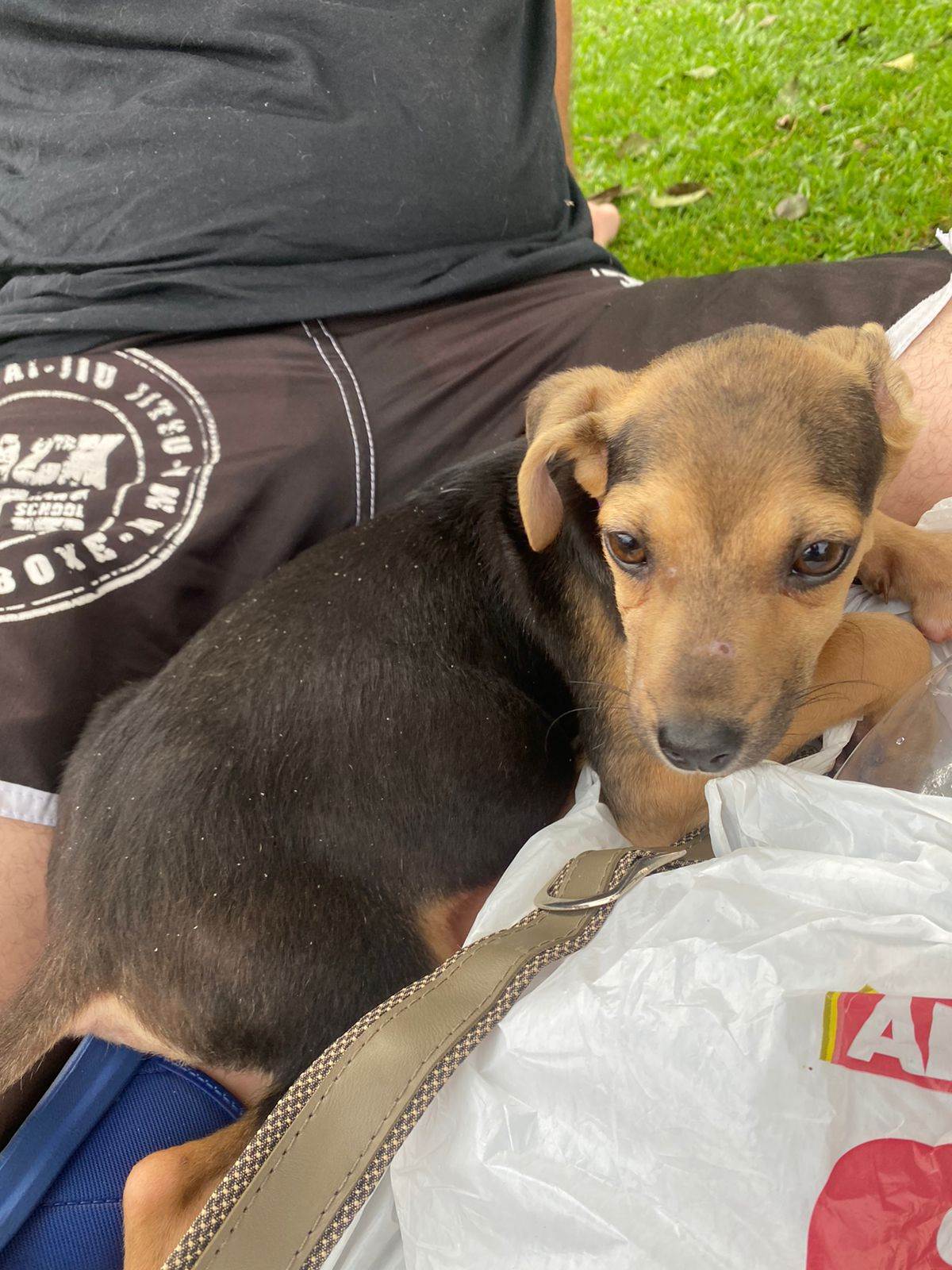 Cachorros   para adoção | foto 2