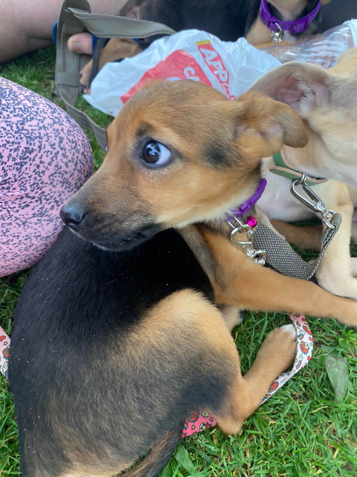 Cachorros   para adoção | foto 3