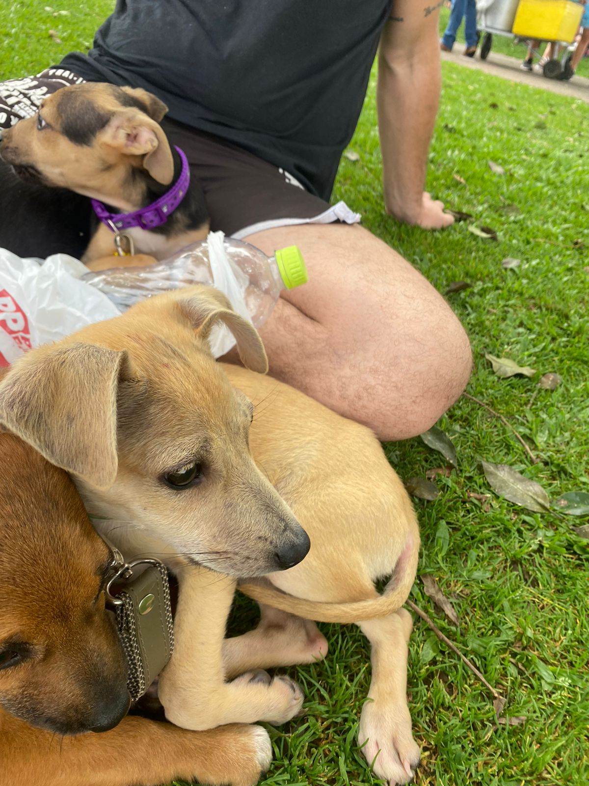 Cachorros   para adoção | foto 4