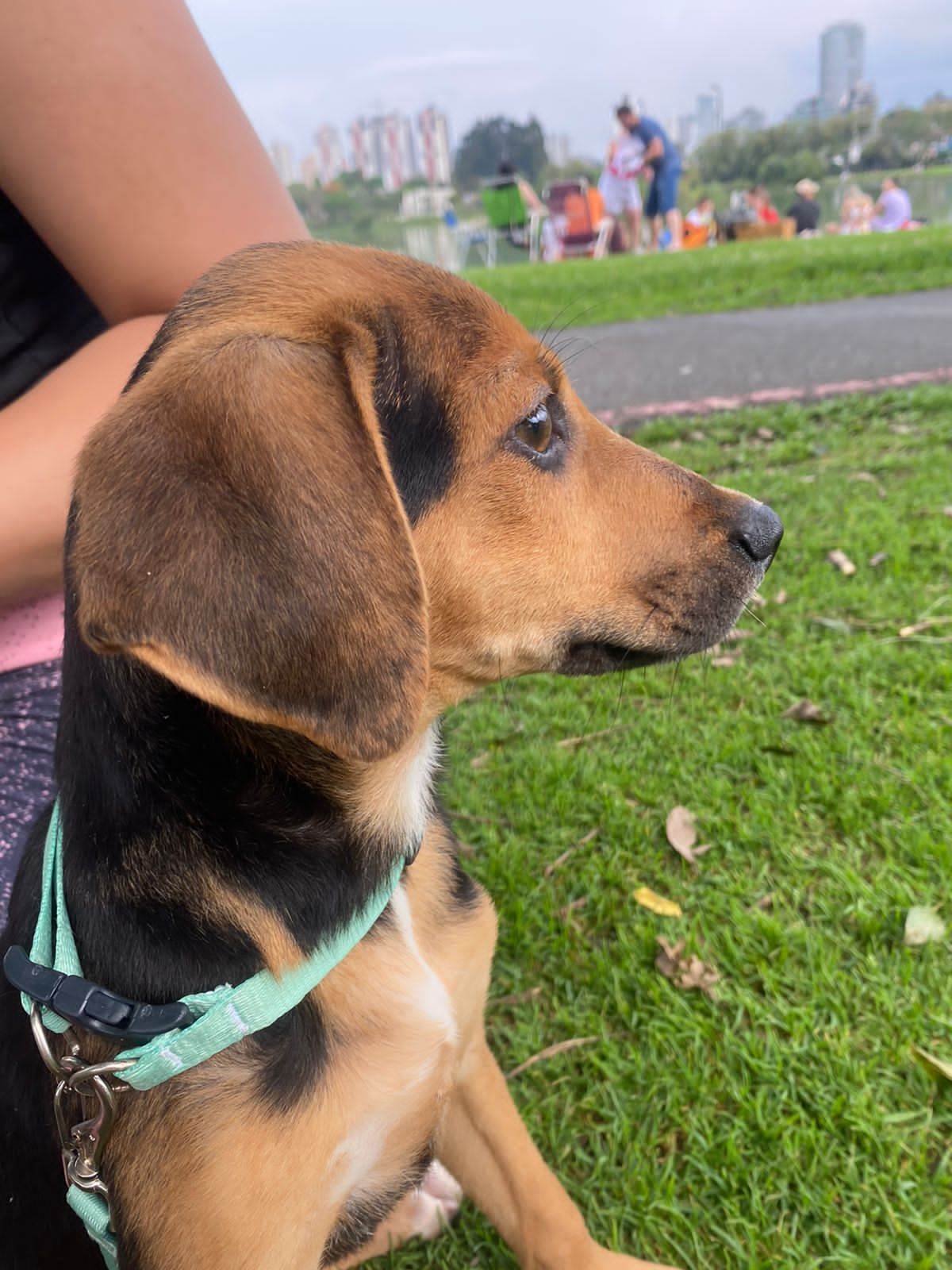 Cachorros   para adoção | foto 5