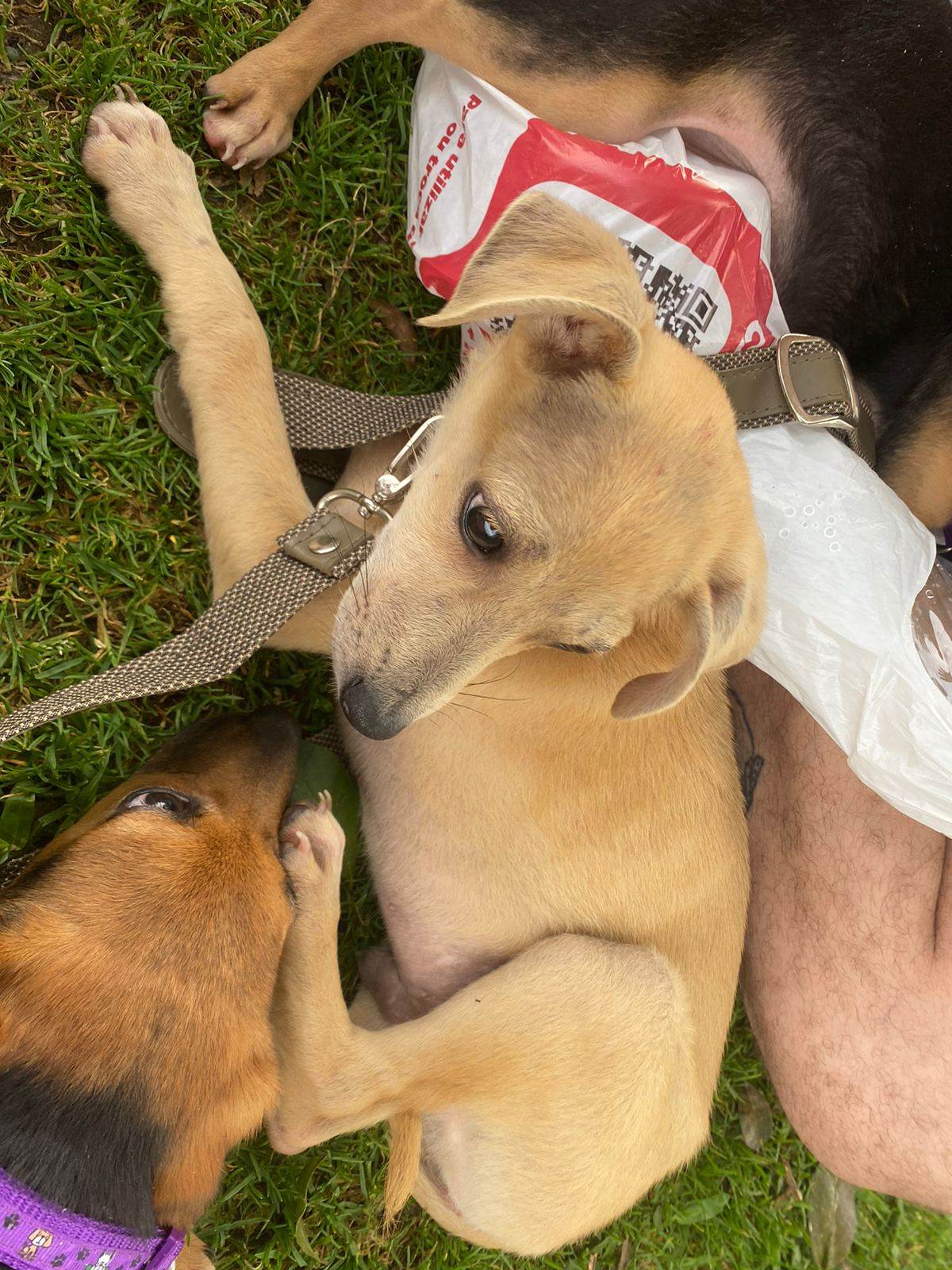 Cachorros   para adoção | foto 6