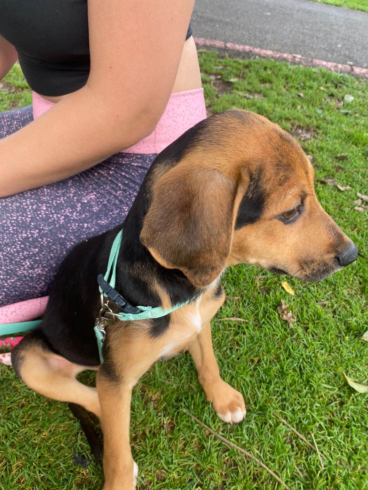 Cachorros   para adoção | foto 7