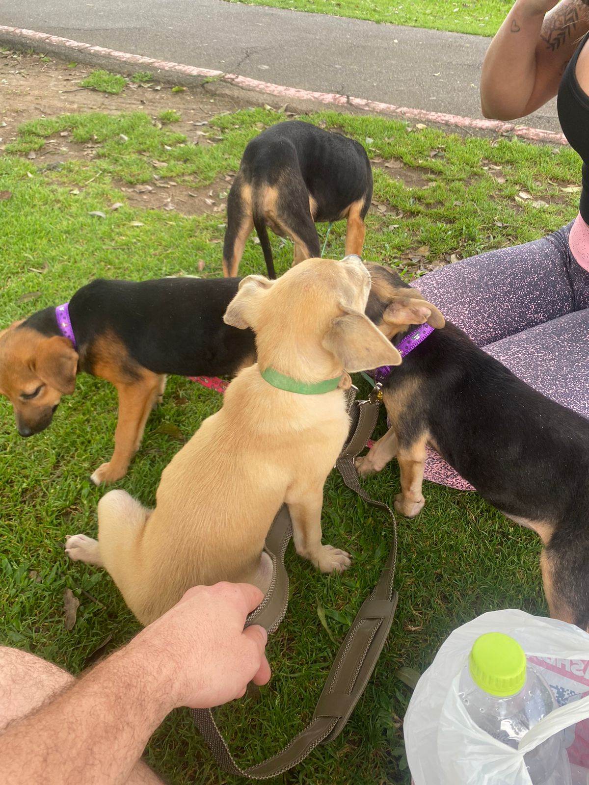 Cachorros   para adoção | foto 8