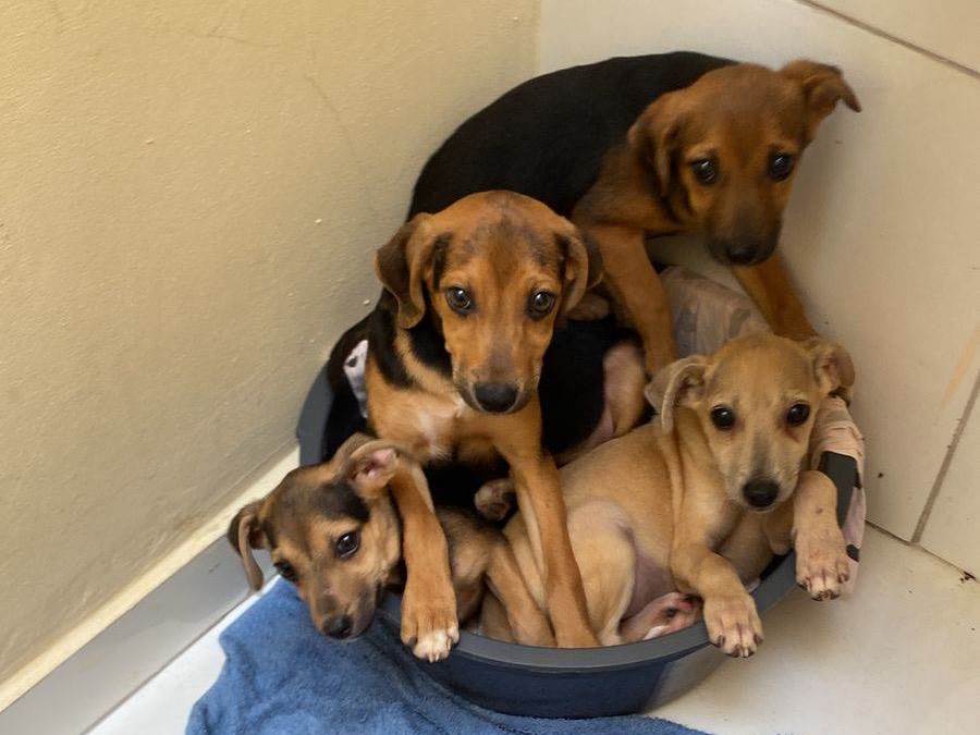 Cachorros   para adoção | foto 10