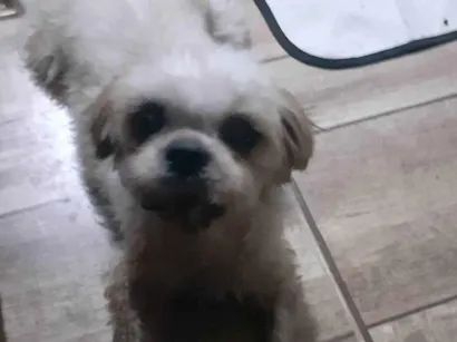 Cao Lhasa Apso Pequeno 2-anos
