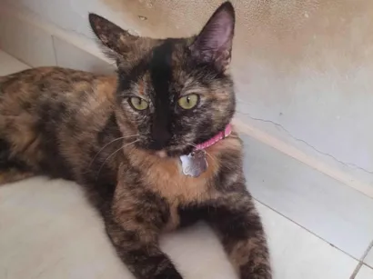 Gato SRD-ViraLata Medio 2-anos