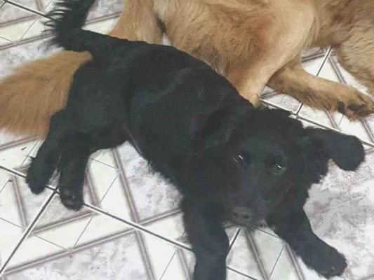 Cachorro tamanho Pequeno Macho 2-anos para adoção