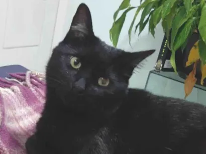 Gato SRD-ViraLata Pequeno 2-anos