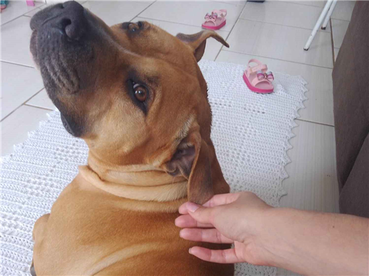 Cachorro tamanho Medio Macho 3-anos para adoção