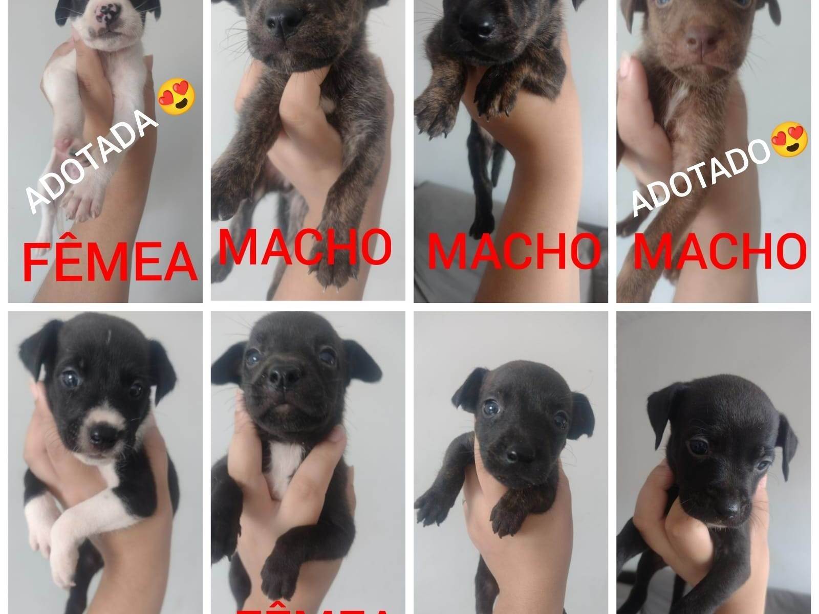 Adoção de Cachorro Campo Grande/MS | Sem nomes | Filhote | Raça Sem raça | tamanho Pequeno