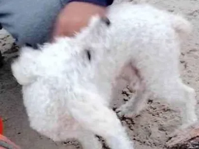 Cao Poodle Medio 6-anos-Acima