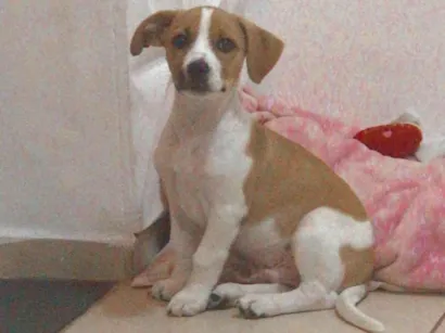Cao SRD-ViraLata Medio 7-a-11-meses