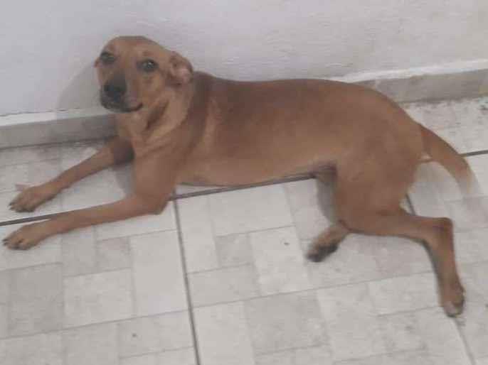 Adoção de Cachorro São Paulo/SP | Nina | 2 a 6 meses | Raça Sem raça definida | tamanho Pequeno