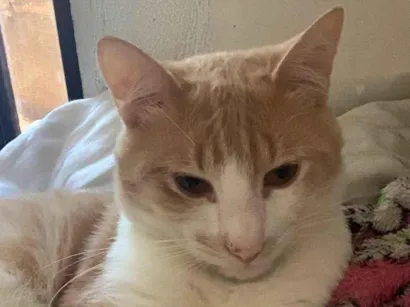 Gato Srd Pequeno 7-a-11-meses