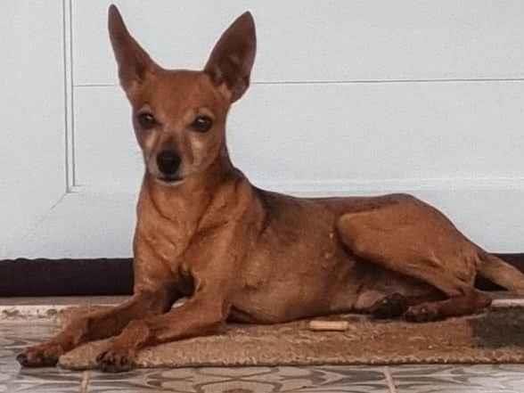 Cachorros e gatos de João Mendonça (1) em SP - São José do Rio Preto