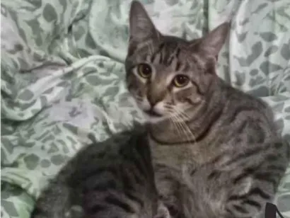 Gato Um persa Medio 7-a-11-meses