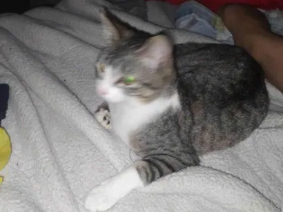 Gato SRD-ViraLata Medio 2-a-6-meses