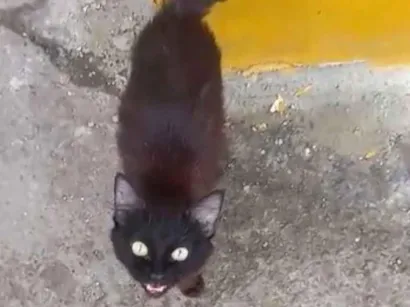 Gato SRD-ViraLata Pequeno 2-a-6-meses