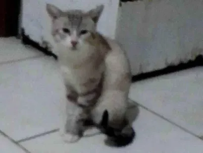 Gato SRD-ViraLata Medio 3-anos