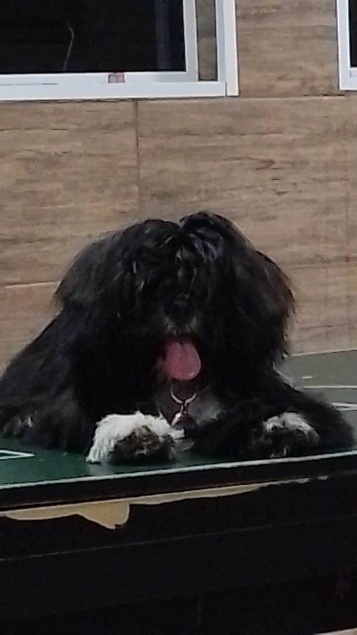 GRATIFICA - BOBY  perdido | foto 3