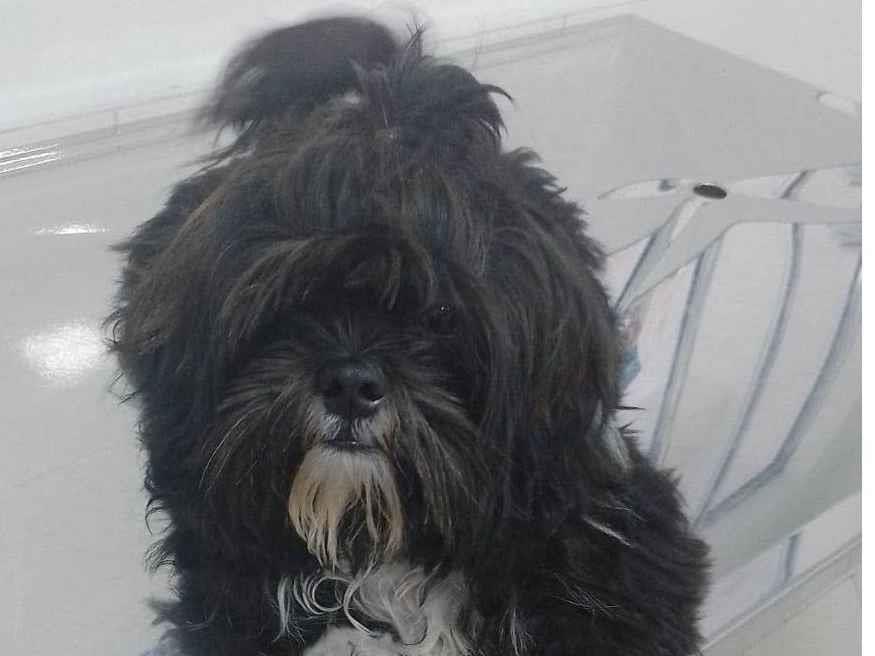 GRATIFICA - BOBY  perdido | foto 1