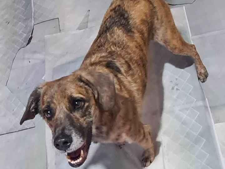 Adoção de Cachorro São Paulo/SP | Suzzy Victoriaa | 4 anos | Raça Srd | tamanho Médio