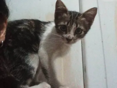 Gato SRD-ViraLata Pequeno 2-a-6-meses
