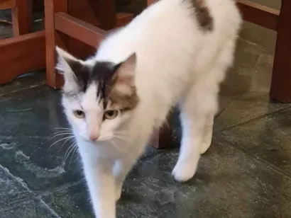 Gato SRD-ViraLata Medio 1-ano