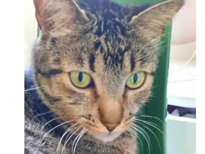 Gato Srd Grande 6-anos-Acima