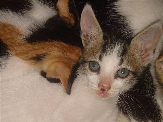 Gato tamanho Pequeno Macho Abaixo-de-2-meses para adoção
