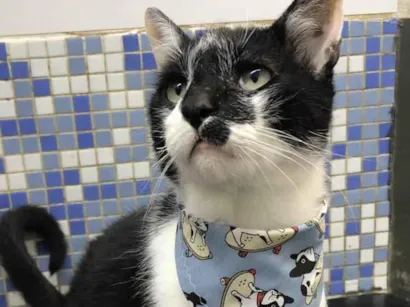 Gato Srd Pequeno 2-anos